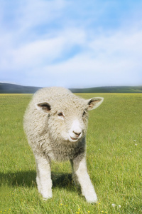 在绿色的原野中的羊
