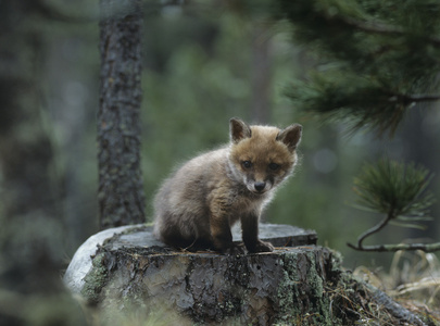坐在树桩上的狐狸幼崽