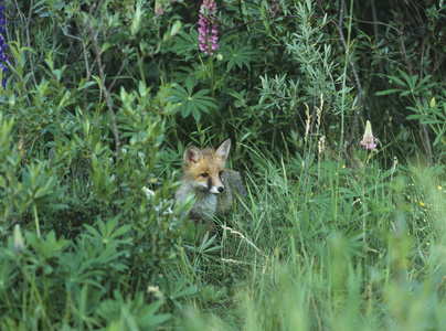 狐狸站在灌木丛中