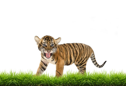 婴儿 bangal 老虎长满绿草的分离