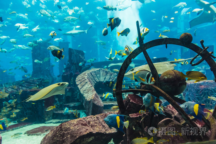 在一片珊瑚礁水族馆热带鱼
