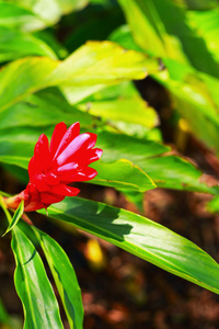 小茴香红色花