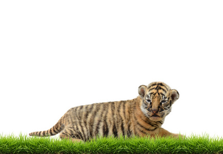 婴儿 bangal 老虎长满绿草的分离