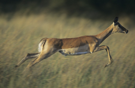 ciervos galopando en savannah驰骋在大草原上的鹿