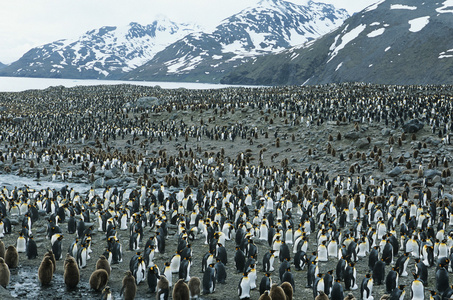 大群的企鹅