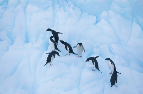 企鹅在冰上攀登