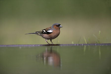 燕雀，fringilla coelebs