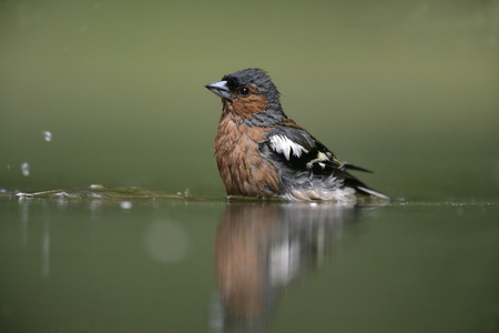 燕雀，fringilla coelebs