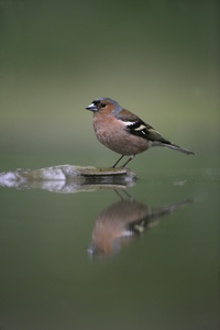 燕雀，fringilla coelebs