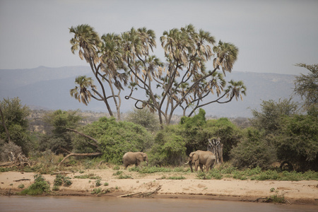 非洲风景与大象