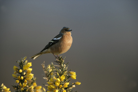 燕雀，fringilla coelebs