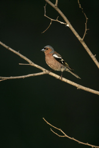 燕雀，fringilla coelebs