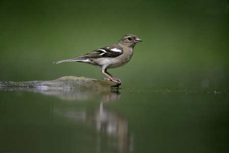 燕雀，fringilla coelebs