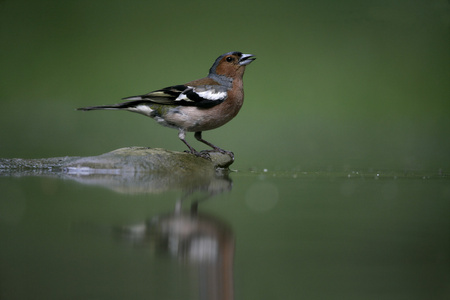 燕雀，fringilla coelebs