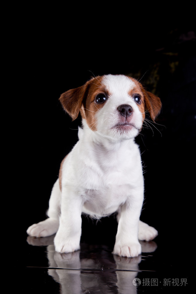 小狗,小狗,杰克罗素梗犬,一只黑