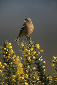 燕雀，fringilla coelebs