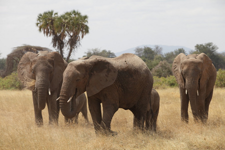 非洲大象画像
