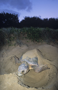 棱皮龟在海滩上筑巢图片