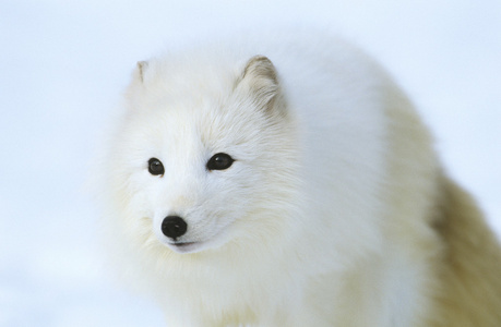 北极狐狸在雪中