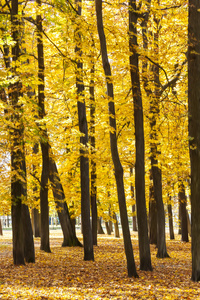 高大的金色树木秋季