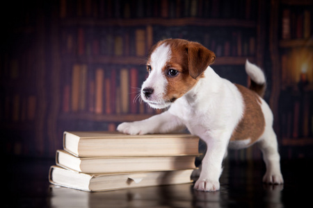 随书的小狗。在 bibleotek 中的小狗。杰克罗素梗犬