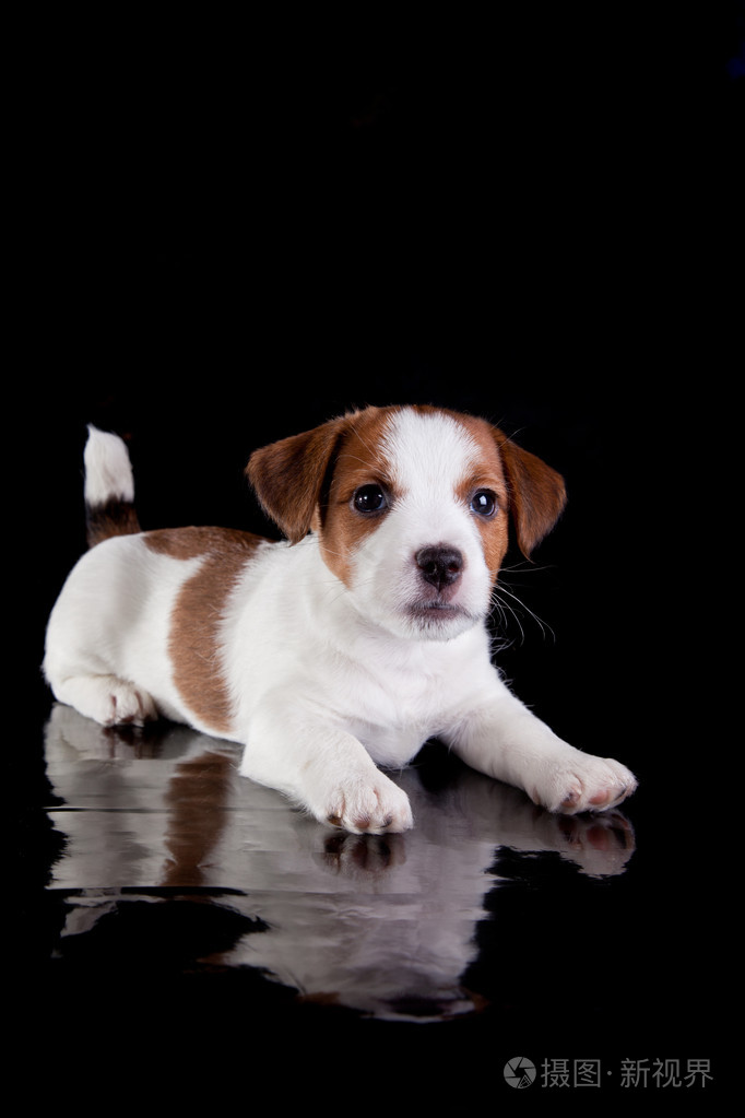 小狗小狗杰克罗素梗犬一只黑