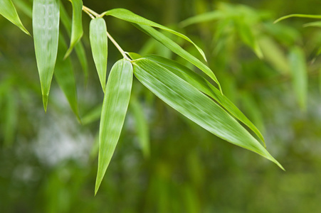 荷马koko fr的花园