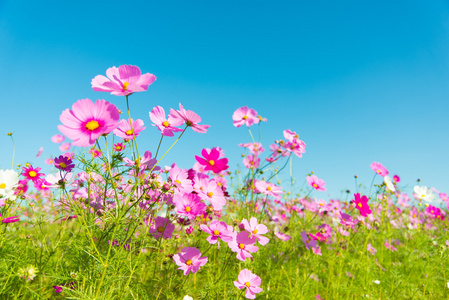 波斯菊花海图片