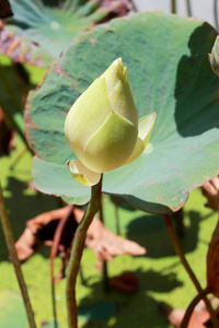 莲花花蕾