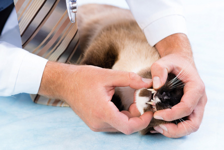 兽医检查一只猫的健康