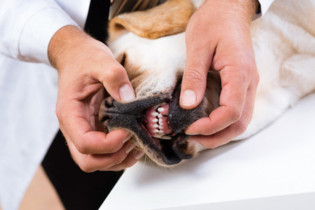 兽医检查一只狗的牙齿