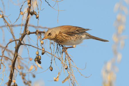 外勤Turdus Pilaris