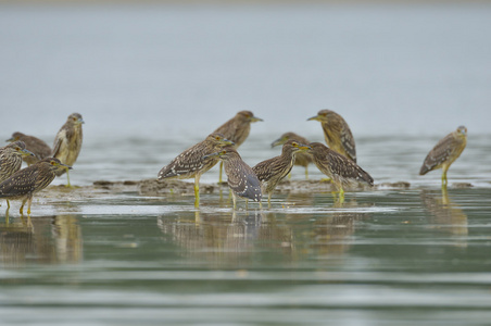 黑冠夜苍鹭nycticoraxnycticorax