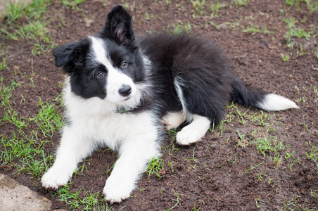 新生儿的边境牧羊犬图片