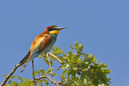 欧洲食蜂鸟merops apiaster