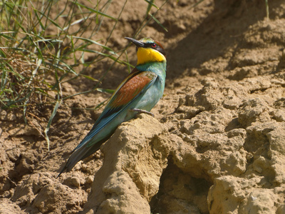 欧洲食蜂鸟merops apiaster