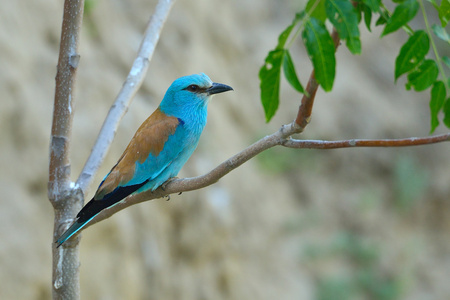 欧洲卷轴garrulus coracias