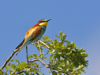 欧洲食蜂鸟merops apiaster