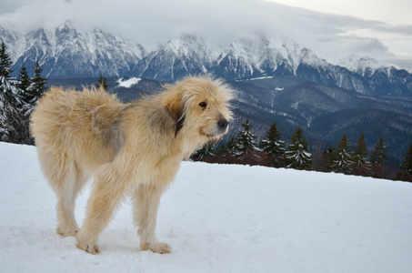 狗站在雪中