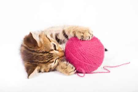 平纹小猫玩一个毛线球