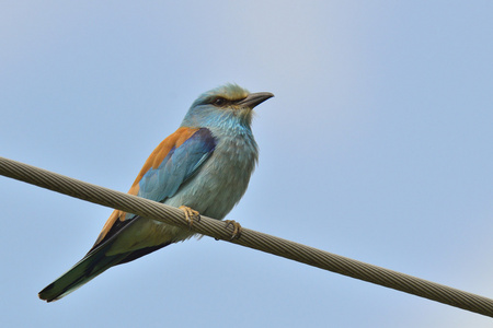 欧洲卷轴garrulus coracias