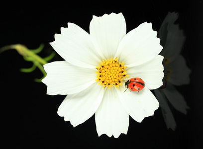在黑色背景上的花，美丽瓢虫