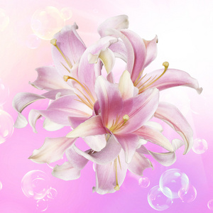 粉红色 lily.flower 节日贺卡