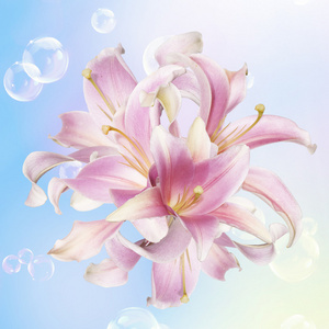 粉红色 lily.flower 节日贺卡