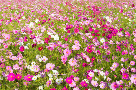 波斯菊花海