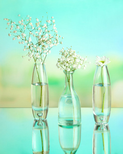 植物在自然背景下的各种玻璃容器。