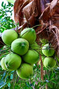 在树上的新鲜椰子