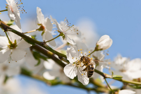 在梅花树上的蜜蜂