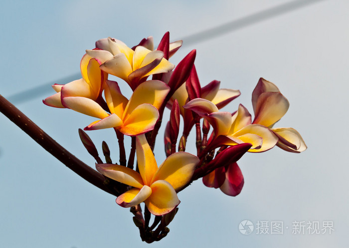 赤素馨花鸡蛋花