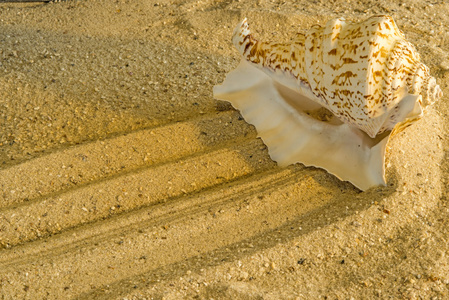 蜗牛在海滩